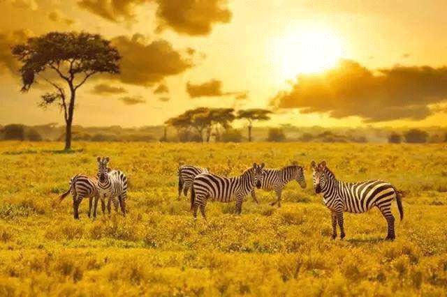 非洲肯尼亚定制旅游