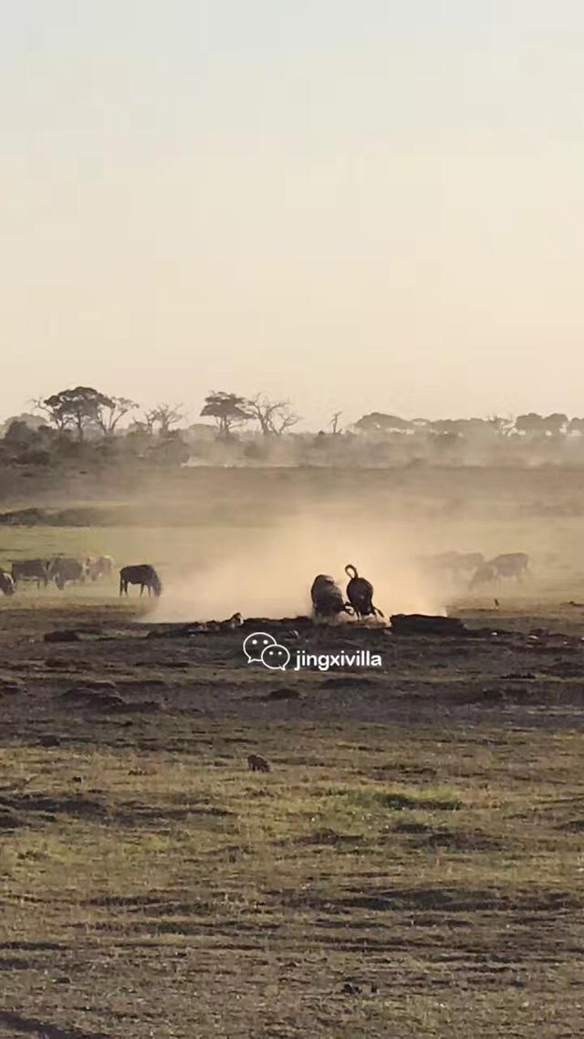 肯尼亚国家公园