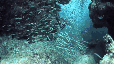 马尔代夫维拉私人岛潜水