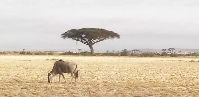 东非的大草原