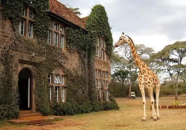 肯尼亚长颈鹿公园