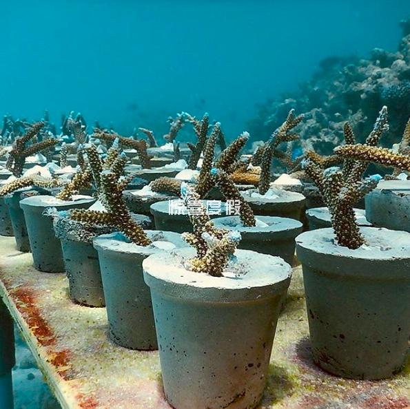 马尔代夫费尔蒙酒店珊瑚再生项目