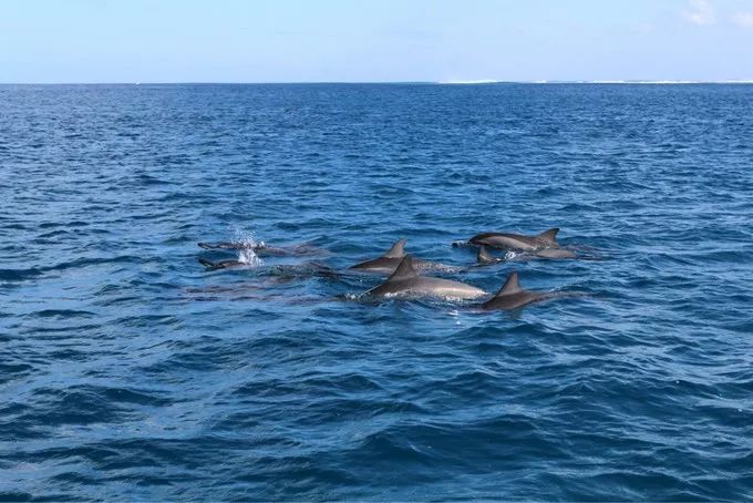 毛里求斯旅游攻略跃入蓝海，和海豚一起畅泳