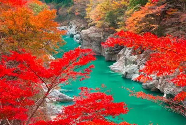 日本旅游推荐祖谷溪的红叶