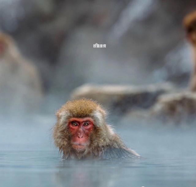 日本亲子游长野白马和猴子一起泡温泉