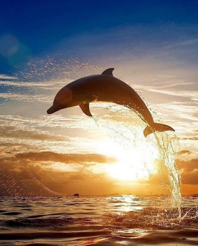美到窒息的日落海豚巡游