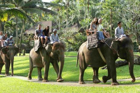 巴厘岛大象公园